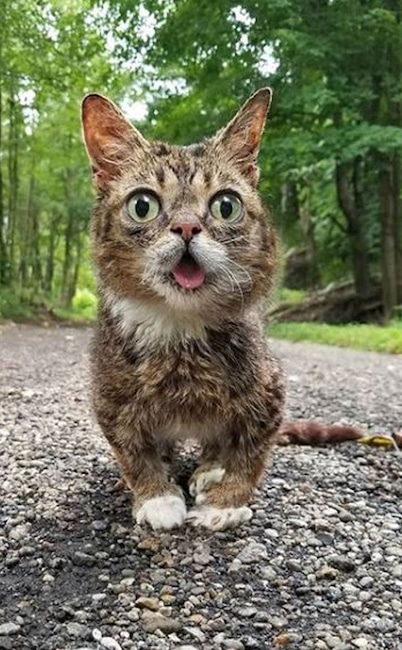 Lil Bub, Social Media Stars